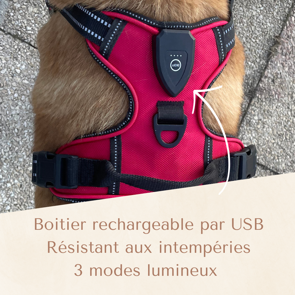 Harnais lumineux LED