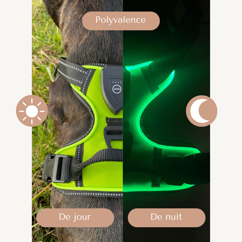 Harnais lumineux LED