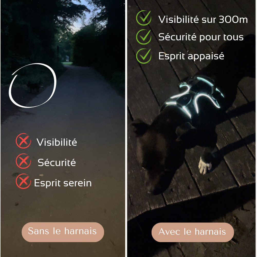Harnais lumineux LED